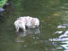 2006-06-24 Hobbes at the cottage 007.jpg (1307687 bytes)