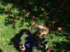 Apple Picking 036.jpg (98341 bytes)